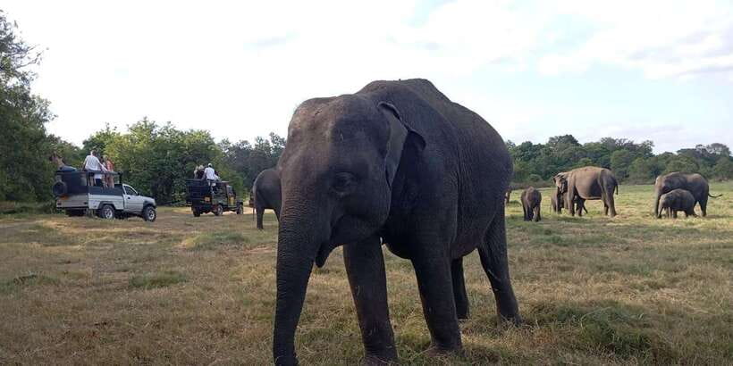 Minneriya National Park Safari - Entrance Fee Included - Timing, Weather Changes, and How the Day Stays Enjoyable