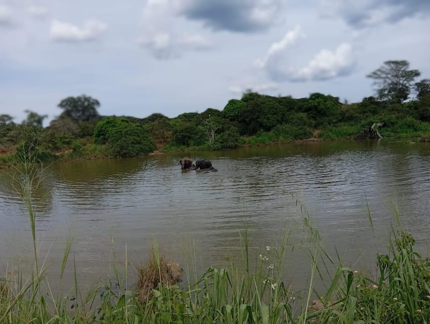 Minneriya National Park Safari - Entrance Fee Included - Price and Value: What You Get for $110