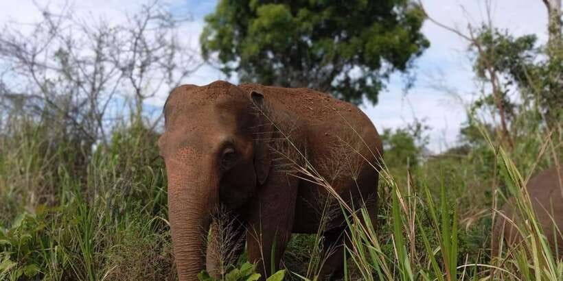 Minneriya National Park Safari - Entrance Fee Included - Comfort and Practical Tips That Improve Your Safari Day