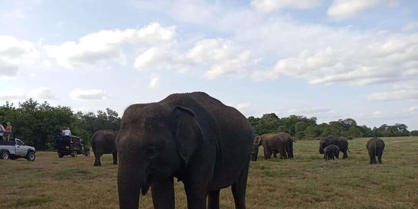 Minneriya National Park Safari - Entrance Fee Included - Who This Minneriya Safari Suits Best