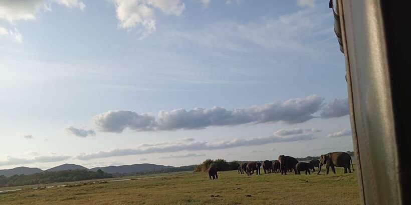 Minneriya National Park Safari - Entrance Fee Included - Pickup to Park: Smooth Start, Limited Stops, Real Time