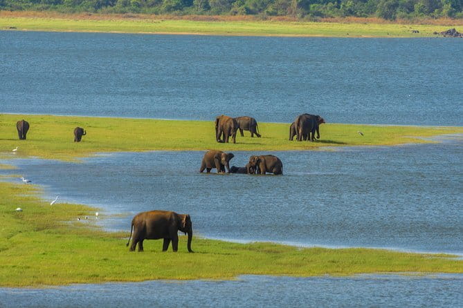 Minneriya National Park Safari from Habarana - Quick hits before you go