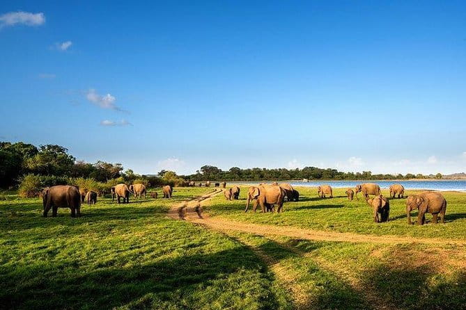 Minneriya National Park Safari from Habarana - The 2:00 pm Habarana pickup: smooth logistics from your base