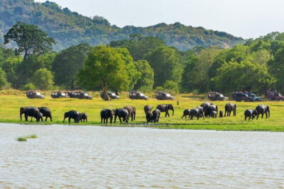 Minneriya National Park Safari from Habarana - Driving to Minneriya: where your time starts