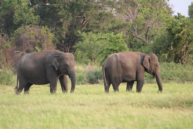 Minneriya National Park Safari from Habarana - How the guide can change the whole safari