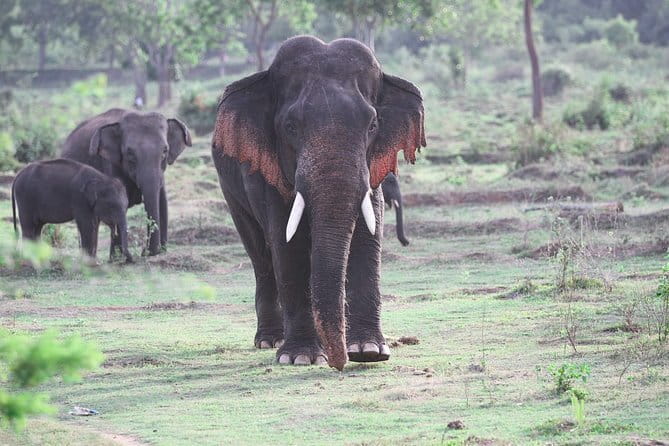 Minneriya National Park Safari from Habarana - Crowds and quiet moments: setting expectations without killing the mood