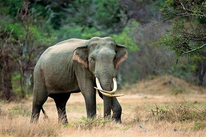 Minneriya National Park Safari from Habarana - Value check: is $30 per person a good deal?