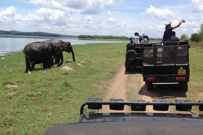 Minneriya National Park Safari from Habarana - Timing options: choosing the right part of your day