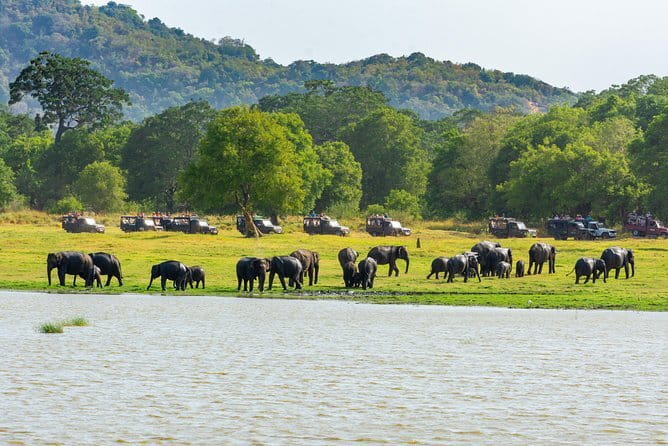 Minneriya National Park Safari from Habarana - Driving to Minneriya: where your time starts