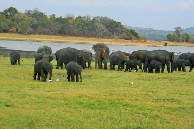 Minneriya National Park : Safari Jeep with Tickets - Why the 2:30 pm evening slot works so well in Minneriya