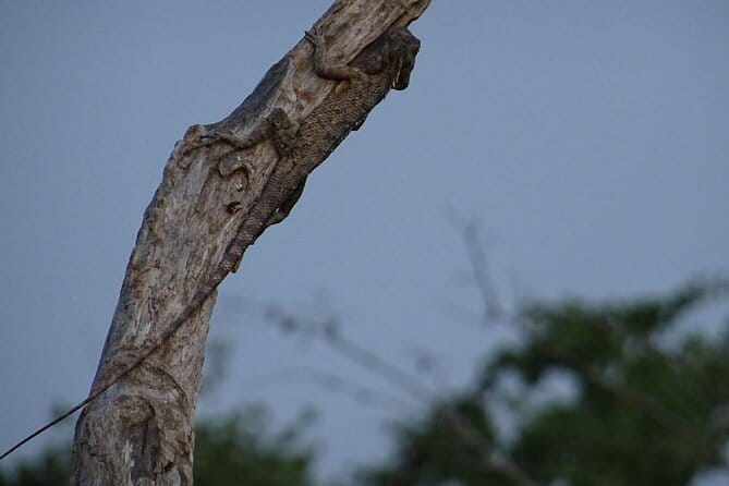 Minneriya National Park : Safari Jeep with Tickets - The first stretch inside the park: varied terrain means varied wildlife