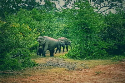 Minneriya National Park : Safari Jeep with Tickets - Getting picked up in Habarana or Minneriya (and how to avoid a hassle)