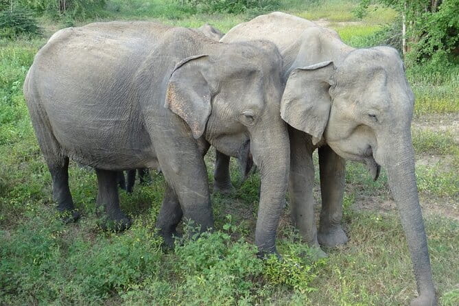 Minneriya National Park : Safari Jeep with Tickets - Elephant concentration: what you’re actually hoping to witness at the tank