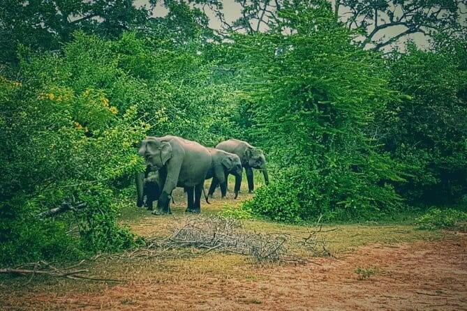 Minneriya National Park : Safari Jeep with Tickets - Getting picked up in Habarana or Minneriya (and how to avoid a hassle)