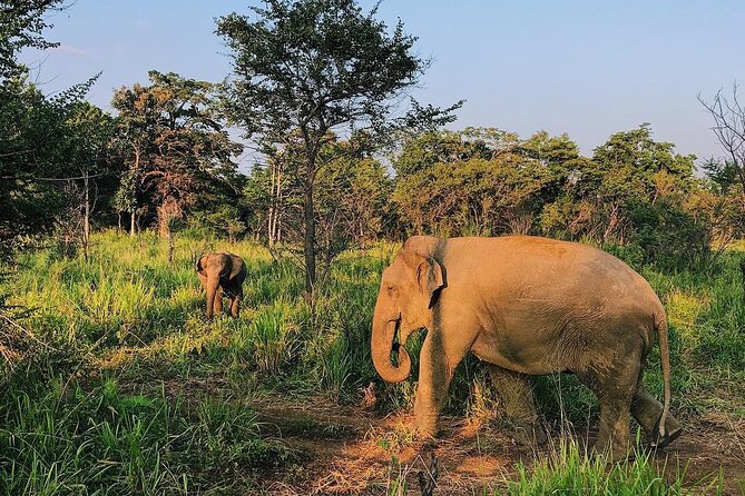 Minneriya National park Safari Sri Lanka - Key Things I’d Circle Before Booking