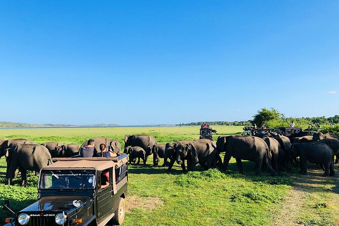 Minneriya National park Safari Sri Lanka - Habarana Pickup: A Smooth Start for a Wildlife-Focused Safari