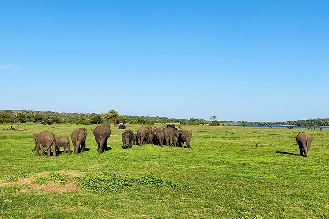 Minneriya National park Safari Sri Lanka - Price and Value: How $100 Adds Up (After Entrance Tickets)