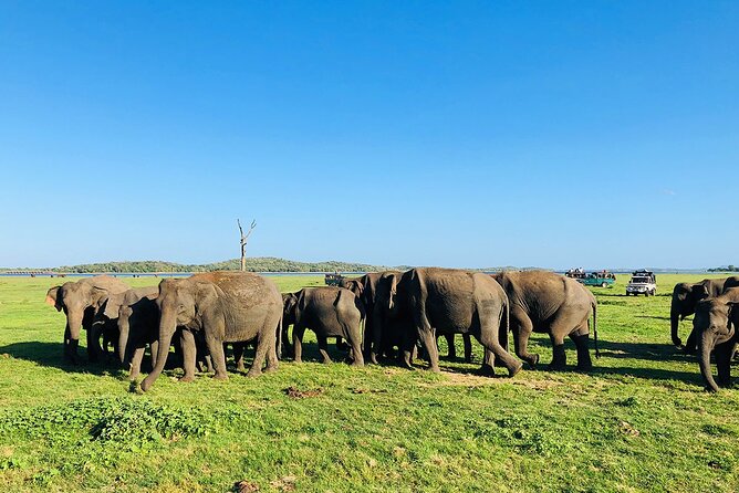 Minneriya National park Safari Sri Lanka - The 3–4 Hour Minneriya Safari: Animals, Birds, and the Moment-to-Moment Game