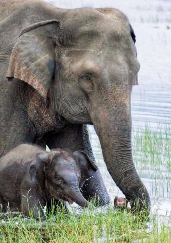 Minneriya National Park Wild Elephant Safari - Private - Key highlights to expect