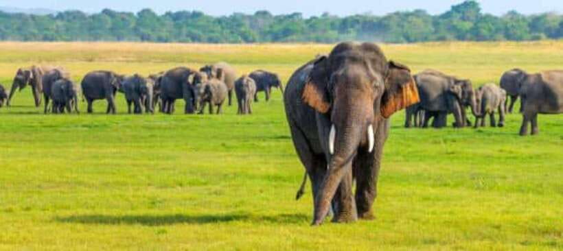 Minneriya National Park Wild Elephant Safari - Private - Minneriya elephant herds, from a private jeep viewpoint