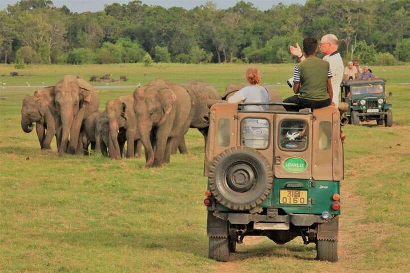 Minneriya National Park Wild Elephant Safari - Private - Dry-season elephant magic at Minneriya Tank (and why it matters)