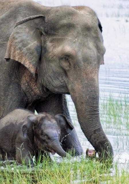 Minneriya National Park Wild Elephant Safari - Private - What’s included vs what costs extra (so you can budget right)
