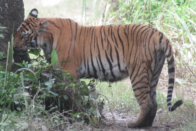 Mission Tiger, 4 days tour inside Chitwan National Park. - Mission Tiger in Chitwan: what a tiger-focused 4 days really means