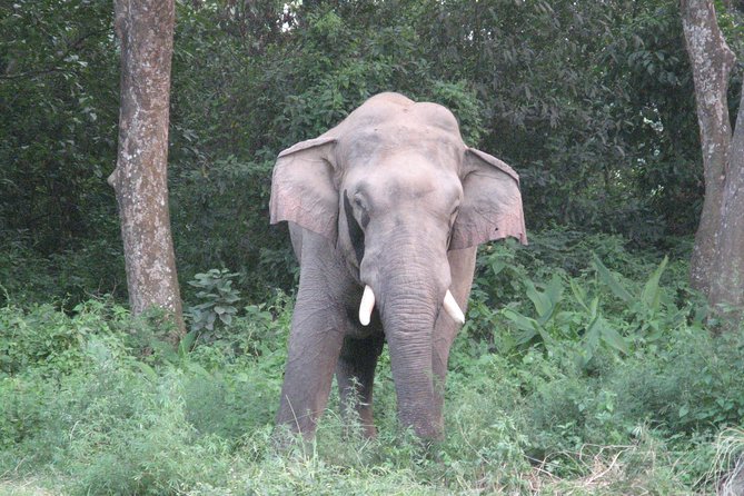 Mission Tiger, 4 days tour inside Chitwan National Park. - Day 4: open-hood jeep safari deeper into Chitwan, ending in Sauraha