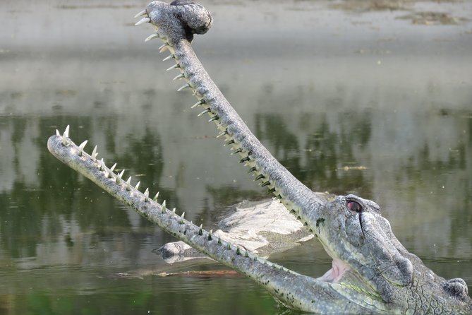 Mission Tiger, 4 days tour inside Chitwan National Park. - Wildlife chances beyond tigers: rhinos, hornbills, and other surprises