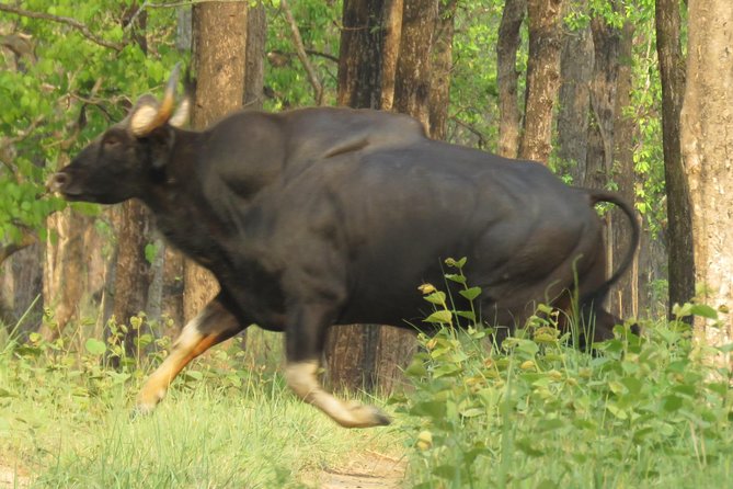 Mission Tiger, 4 days tour inside Chitwan National Park. - Meals included in the wild: why it matters more than you think