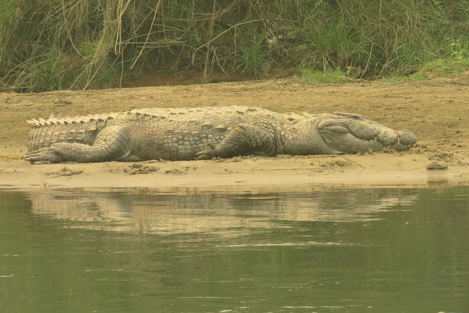 Mission Tiger, 4 days tour inside Chitwan National Park. - Guides, safety briefings, and how the hunting strategy stays human