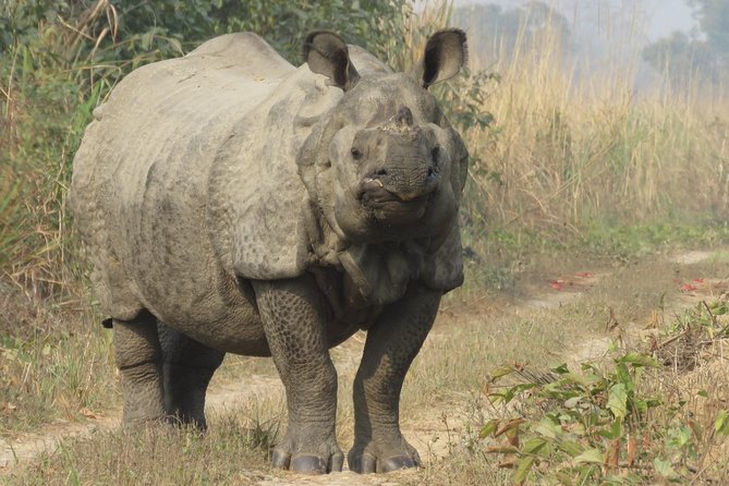 Mission Tiger, 4 days tour inside Chitwan National Park. - Price check: is $999.99 worth it for a tiger-focused 4-day plan?