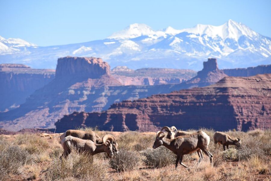 Moab: Canyonlands National Park 4x4 White Rim Tour - Lathrop Canyon and lunch by the riverside oasis