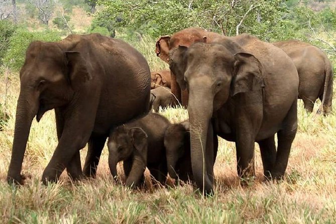 Morning 07 Hour Private Safari at Yala National Park by Yala La Safari Tours - Key highlights I’d prioritize