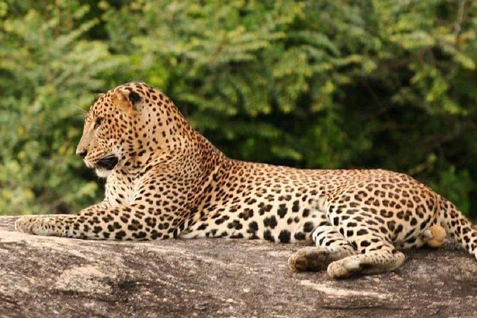 Morning 07 Hour Private Safari at Yala National Park by Yala La Safari Tours - Leopard chances at Yala: what makes the odds feel different