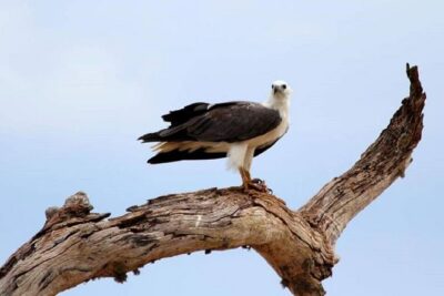 Morning 07 Hour Private Safari at Yala National Park by Yala La Safari Tours - Private safari logistics in plain terms (and why they help)