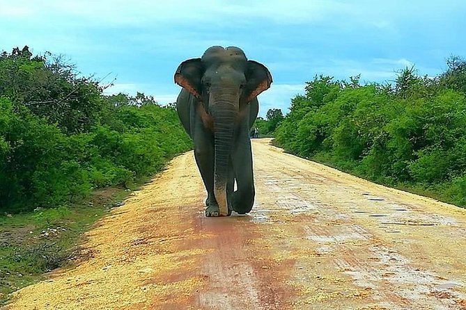 Morning 07 Hour Private Safari at Yala National Park by Yala La Safari Tours - What the driver does for you during the hours