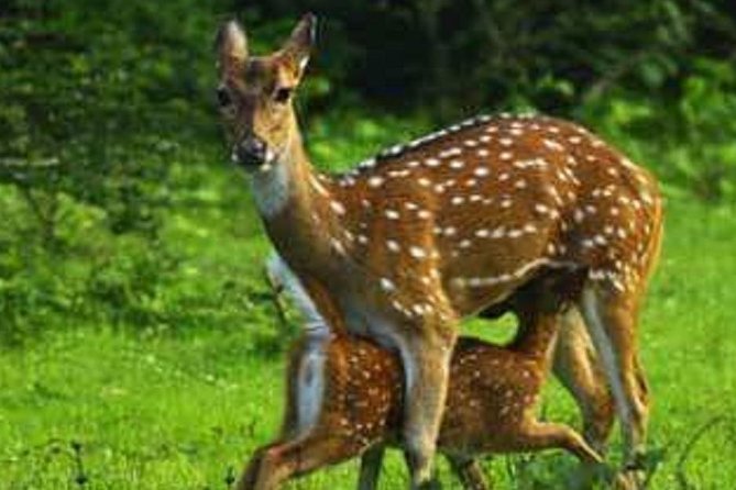 Morning 07 Hour Private Safari at Yala National Park by Yala La Safari Tours - The rhythm of the day (how your time usually gets used)