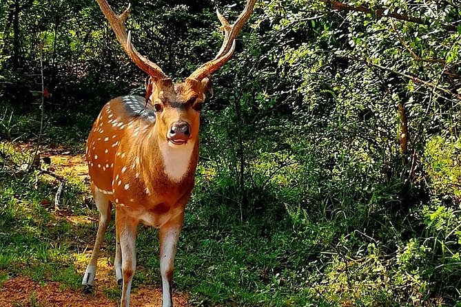 Morning 07 Hour Private Safari at Yala National Park by Yala La Safari Tours - Comfort and vehicle quality: what to care about before you go