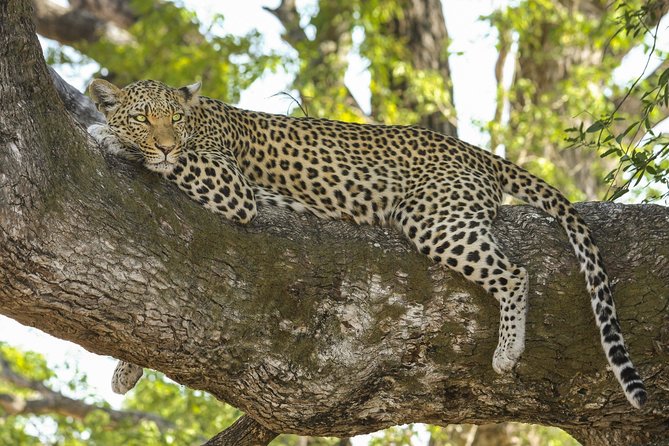 Morning 07 Hour Private Safari at Yala National Park by Yala La Safari Tours - Price and value: is $94 per person fair for Yala?