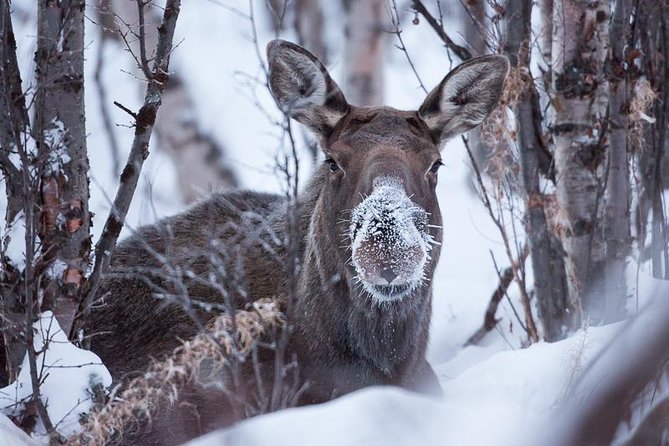 Morning hike in Abisko National Park - Why a relaxed 2-hour Abisko morning can be the best start