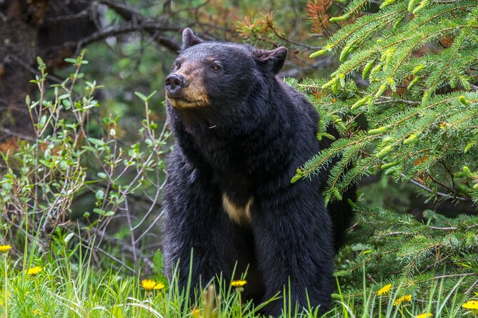 Morning Jasper National Park Wildlife Tour - Key highlights I’d plan around