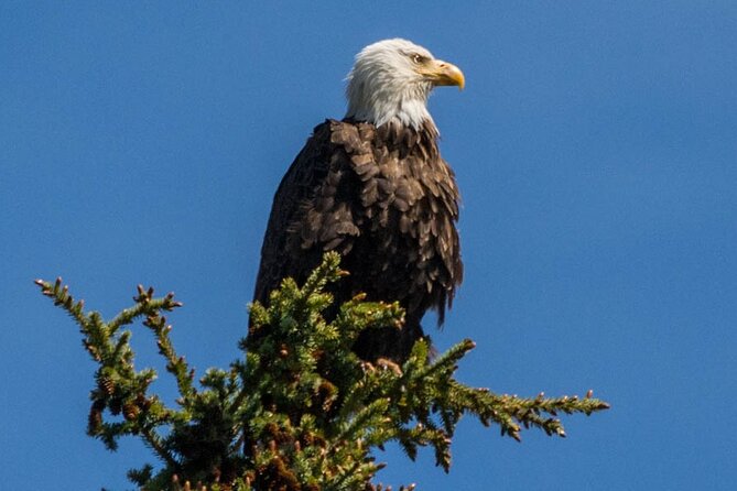 Morning Jasper National Park Wildlife Tour - Jasper National Park stop: Slow cruising, windows, and quick viewpoint breaks