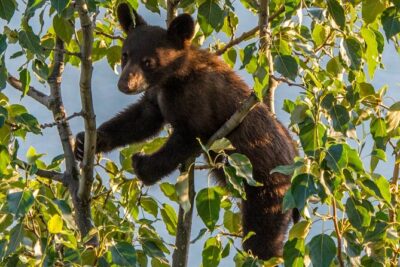 Morning Jasper National Park Wildlife Tour - The guide factor: Better odds than pure luck