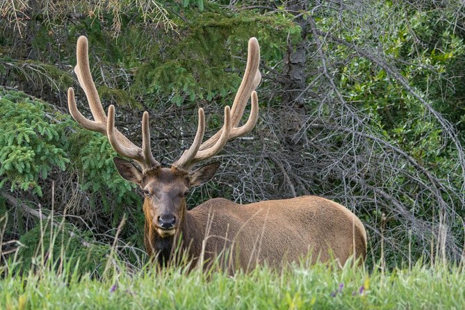Morning Jasper National Park Wildlife Tour - What you might see: Typical targets and the “almost” moments