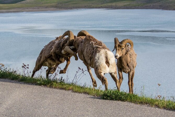 Morning Jasper National Park Wildlife Tour - Learning on the move: Wildlife protection plus animal clues