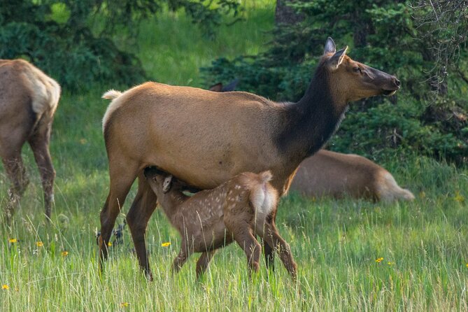 Morning Jasper National Park Wildlife Tour - Timing and pickups: The part that can make or break a morning