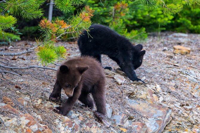 Morning Jasper National Park Wildlife Tour - Price and value: Is $65.32 worth it for 3 hours?