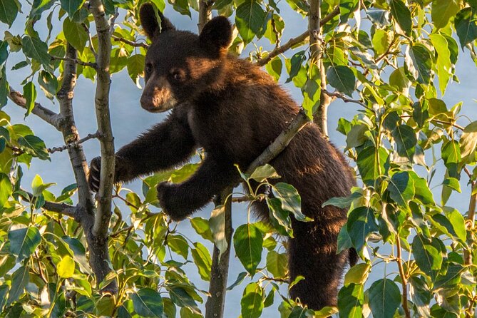 Morning Jasper National Park Wildlife Tour - The guide factor: Better odds than pure luck