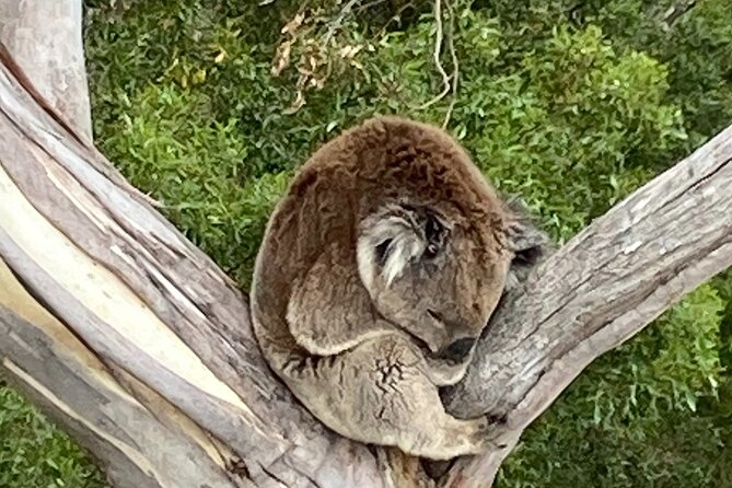 Mount Eccles Volcano – Budj Bim National Park - The optional Suffoir stop: a drink break that doesn’t hijack your day